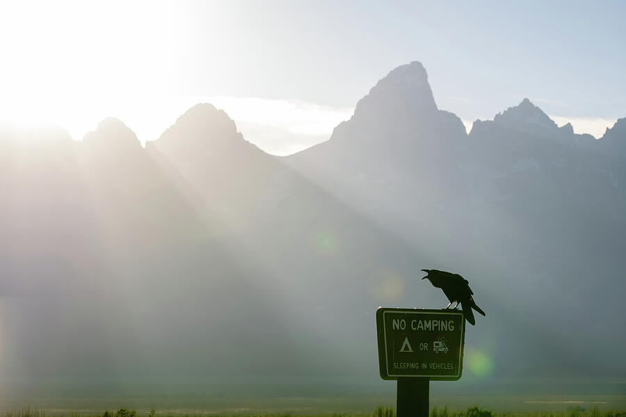 Raven on No Camping Sign Photograph - No Camping by Diane Moller