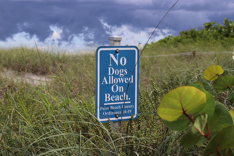 No Dogs On Beach by Blair Damson No Dogs On Beach by Blair Damson