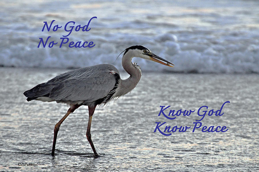 No God No Peace Know God Know Peace Heron Photograph by Debby Pueschel