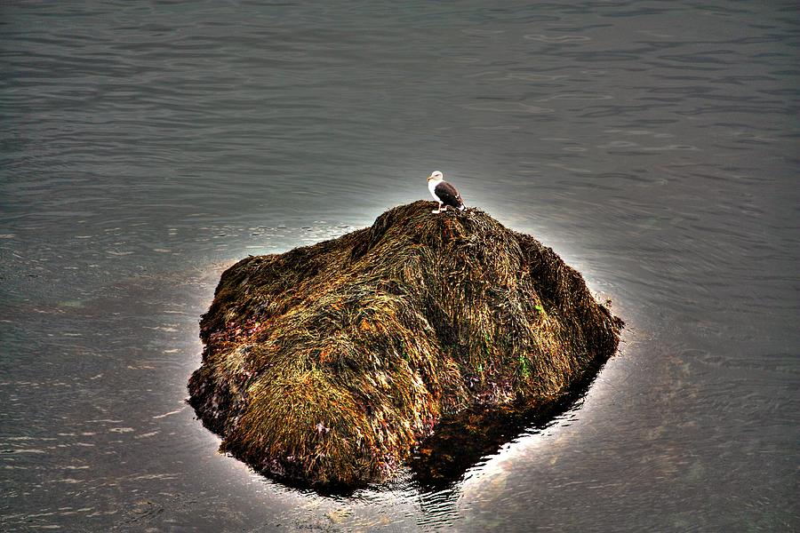 No Gull is an Island Photograph by David Matthews