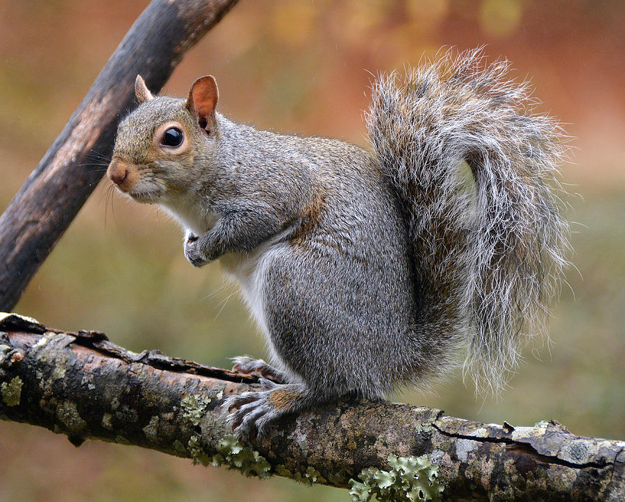 No... it wasn't me, I didn't do it Photograph by Dianne Sherrill | Fine ...