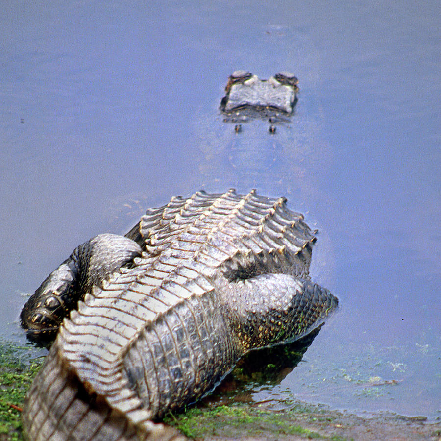 No Neck Gator Photograph by Jerry Griffin