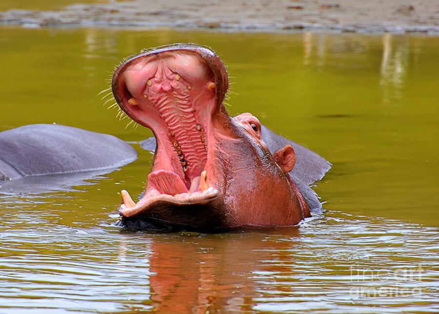 Hippopotamus Photograph - No Need for a Dentist by Dyanne Klinko