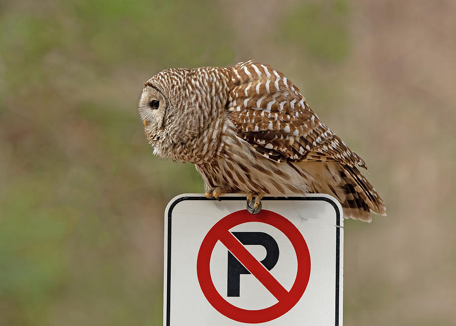 No Parking Photograph by CR Courson