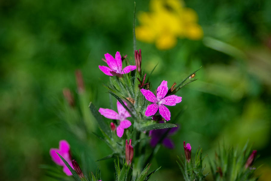 No Shrinking Violet Photograph by Linda Bonaccorsi - Fine Art America