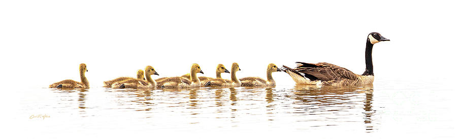 Canada Goose Photograph - No Time for Rhymes Today by Carol Fox Henrichs Canada Goose Photograph - No Time for Rhymes Today by Carol Fox Henrichs