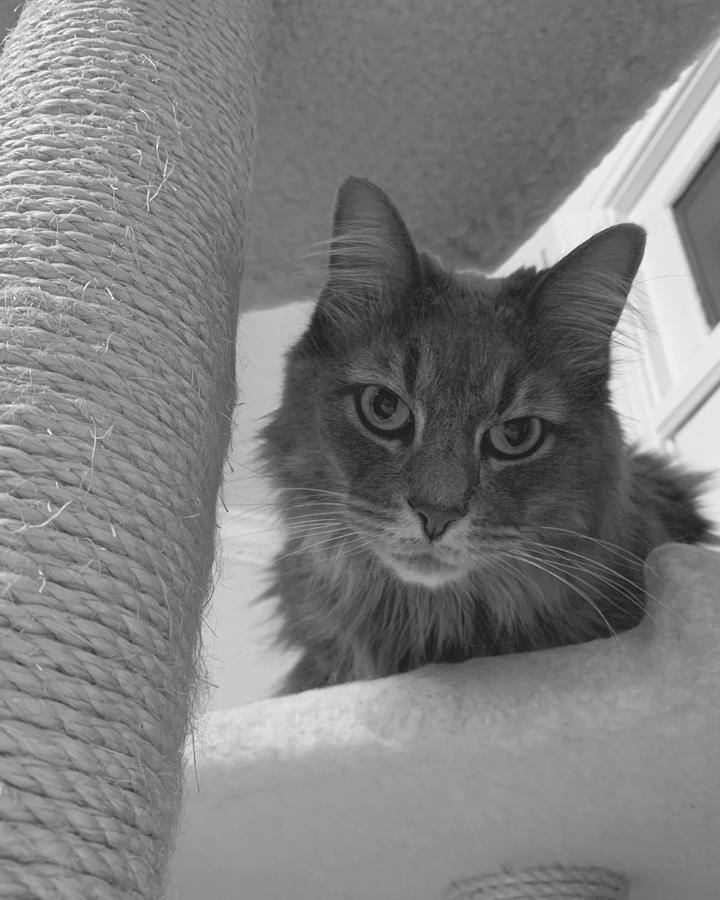 No Trespass on the Kitty Condo BW Photograph by Lee Darnell