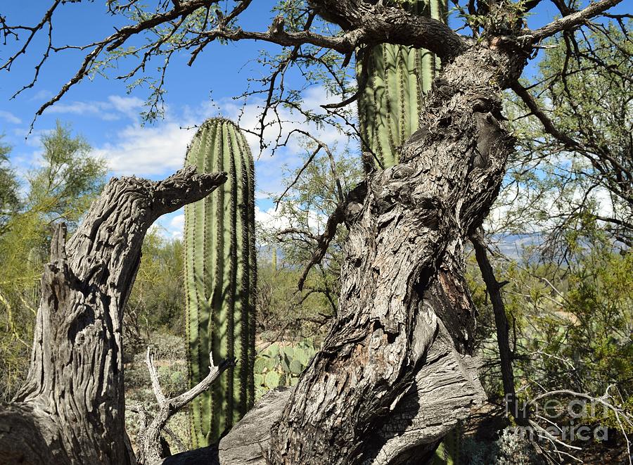 Saguaro National Park Photograph - No Worries Has More Bark Than Bite by Janet Marie