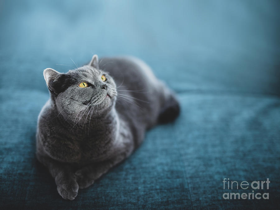 Noble Cat Lying On The Sofa And Looking Up. British Shorthair Breed Photograph