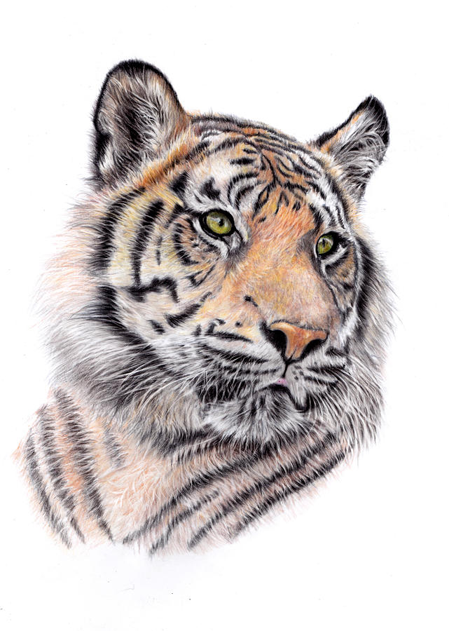 Noble Tiger Painting by Debra Hall