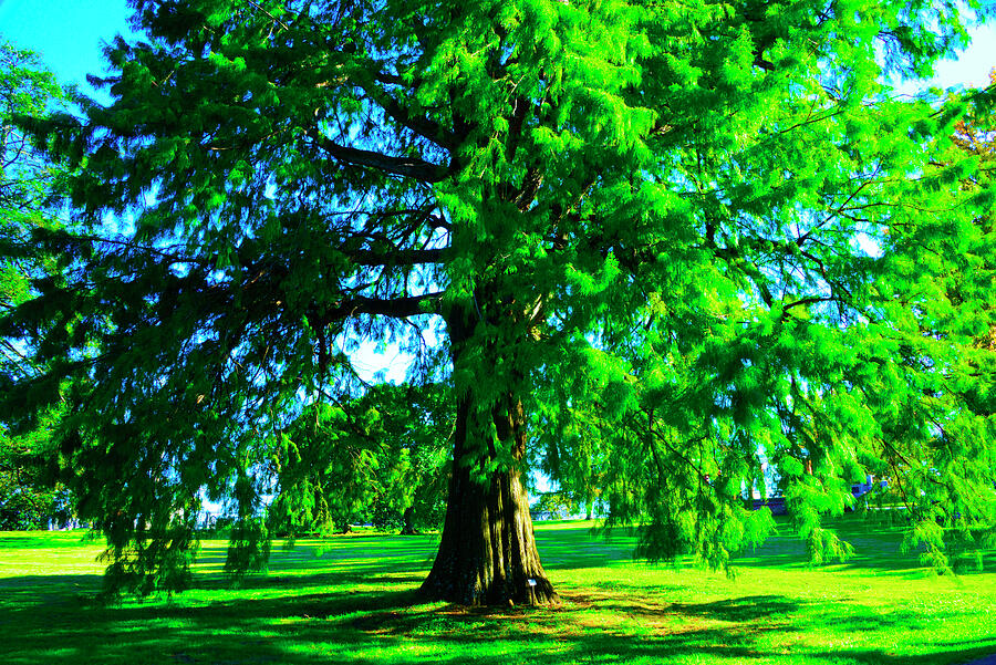 Noble Tree - 3132 Photograph by Paul W Faust - Impressions of Light