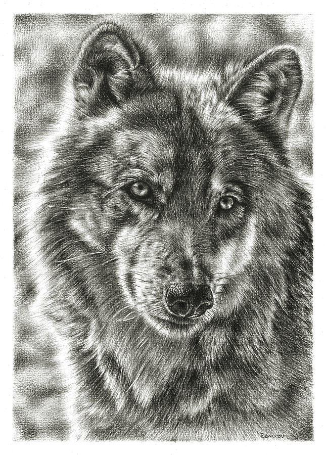Noble Wolf Drawing