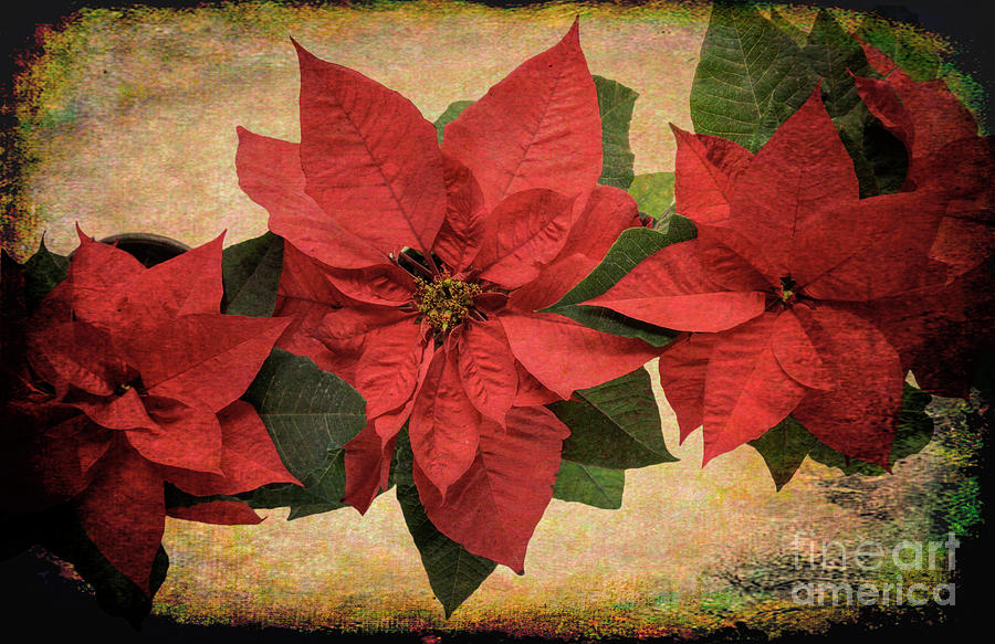 Flor de Nochebuena Photograph by Fernando Blanco Farias - Pixels