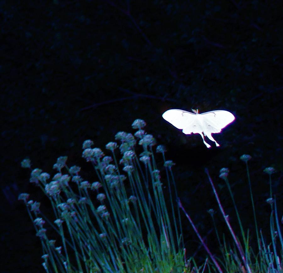 Wildlife Photograph - Luna Moth Suspended Garden In Blue by Adrienne Hantz Kelley