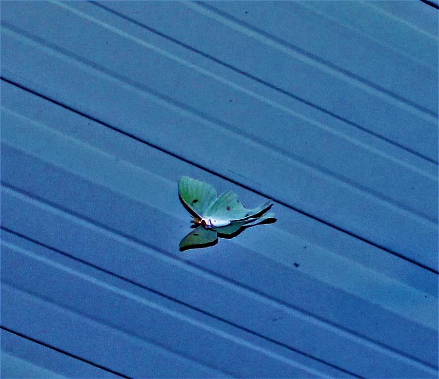 Wildlife Photograph - Luna Moth Hover, Diagonal Blue Industrial by Adrienne Hantz Kelley