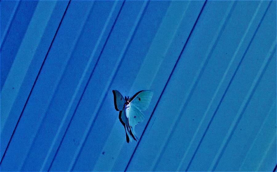 Wildlife Photograph - Luna Moth Stance, Diagonal Blue Industrial by Adrienne Hantz Kelley