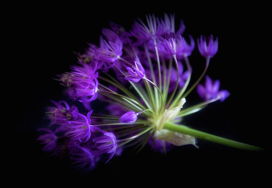 Still Life Photograph - Nocturnal Elegance  by Norma A Lahens