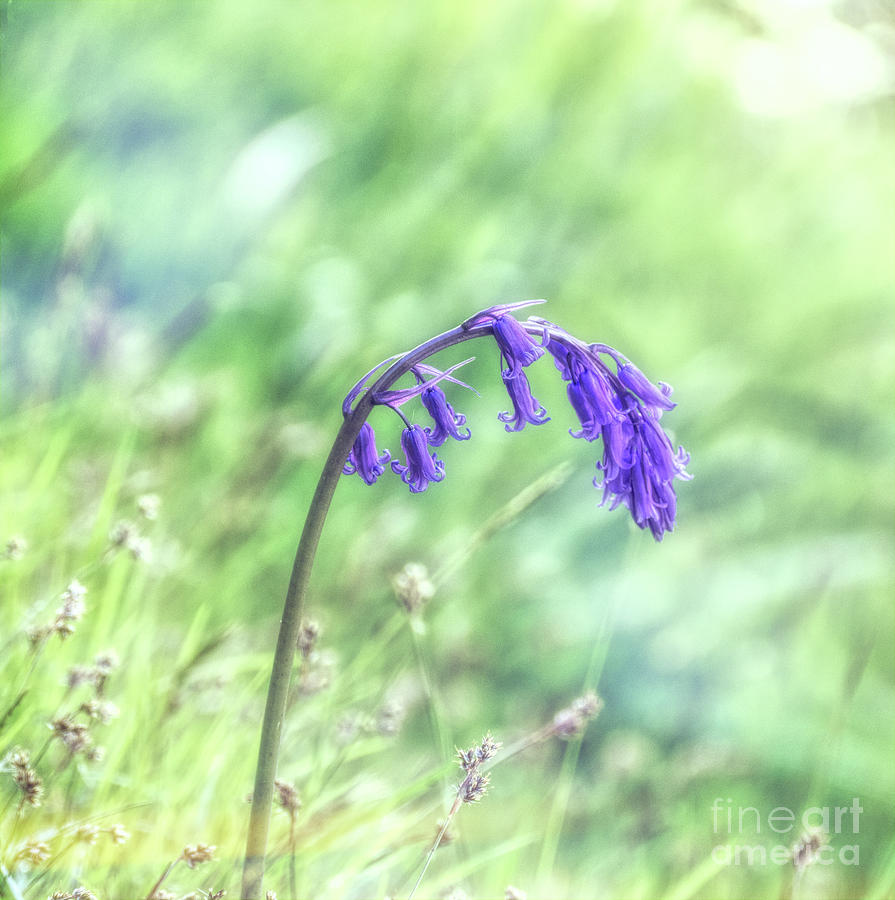 Nodding Bluebell with Textures Photograph by Lynn Bolt
