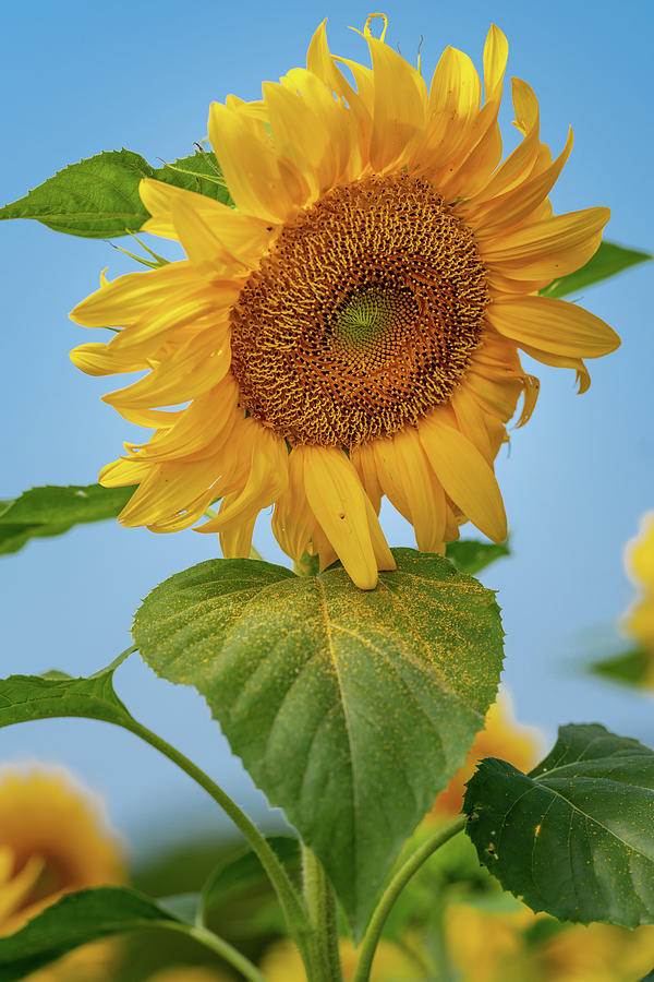 Nodding Sunflower Photograph by Grant Twiss