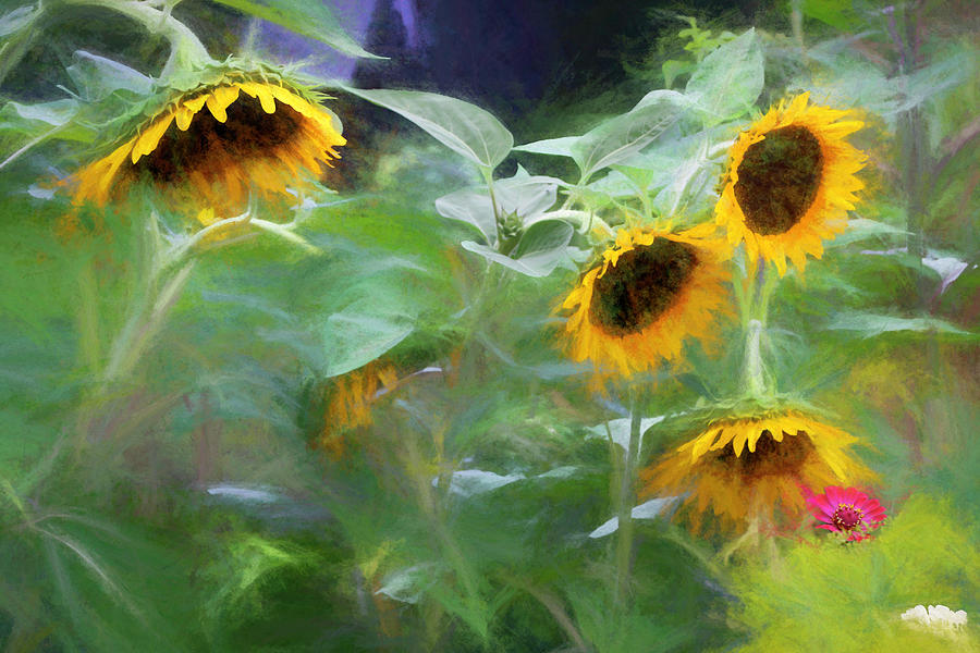 Nodding Sunflowers Photograph by Wayne King