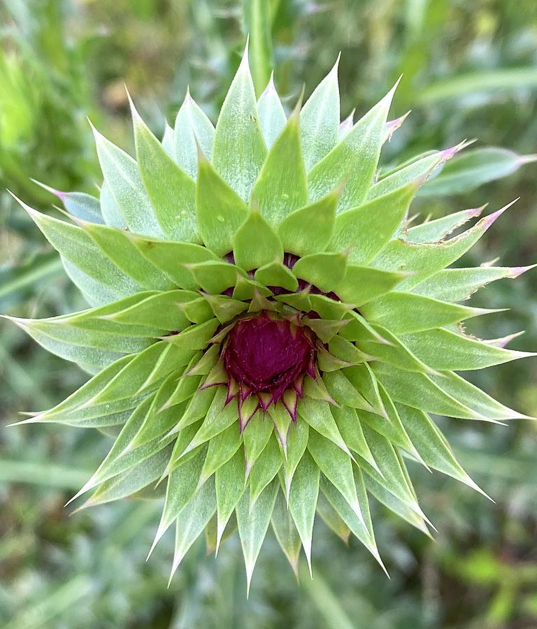 Nodding thistle Photograph by Terry Linkemer - Fine Art America