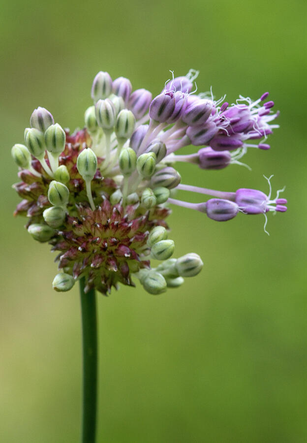 Flower Photograph - Nodding Wild Onion -  Allium cernuum by Kathy Clark