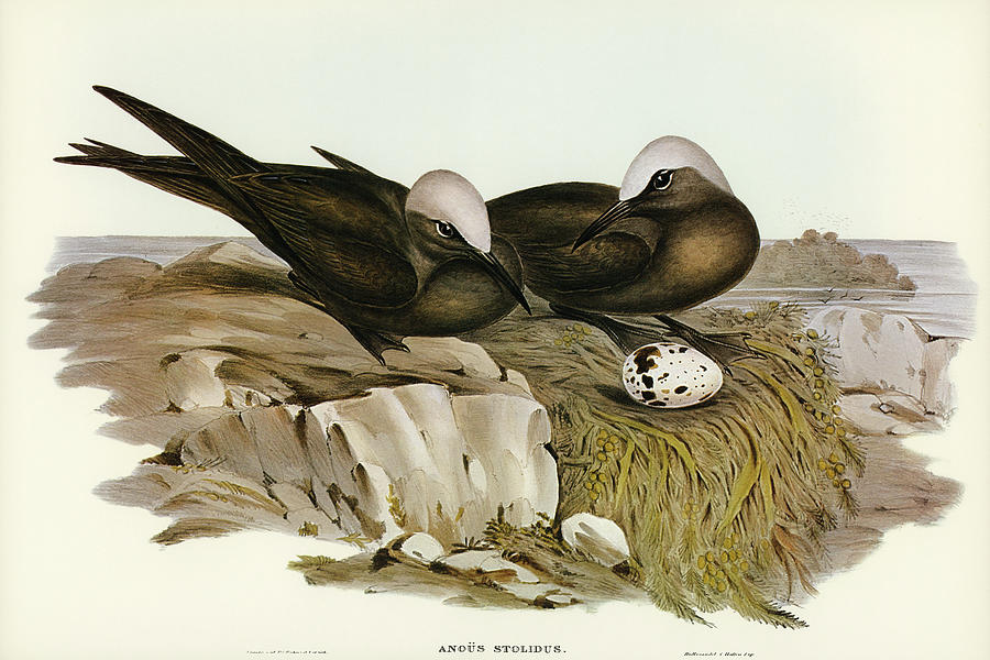 John Gould Drawing - Noddy Tern, Anous Stolidus by John Gould