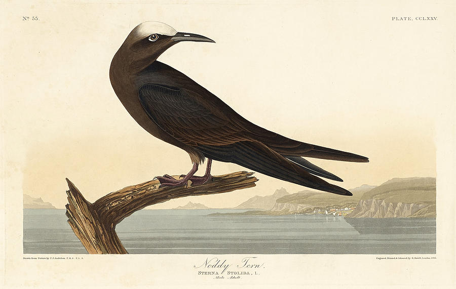 Noddy Tern Drawing by Robert Havell