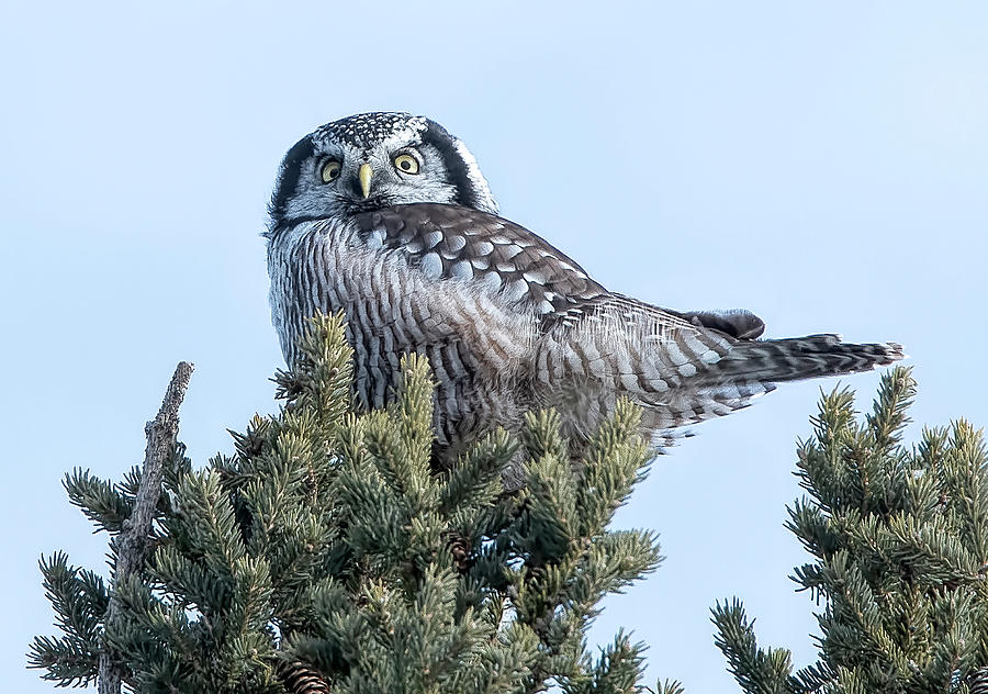 Noerthern Hawk Owl #1 Photograph by Wade Aiken