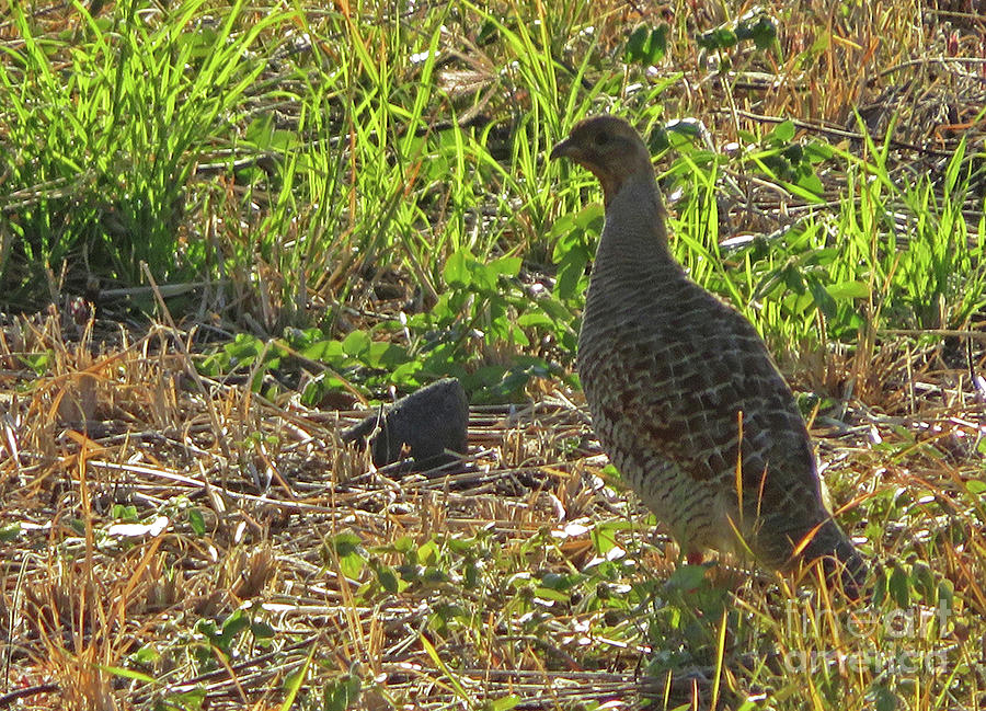 Gray Francolin Photograph by Cindy Murphy
