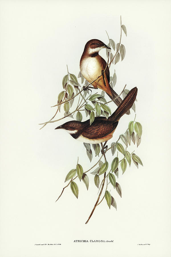 John Gould Drawing - Noisy Brush-bird, Atrichia clamosa by John Gould