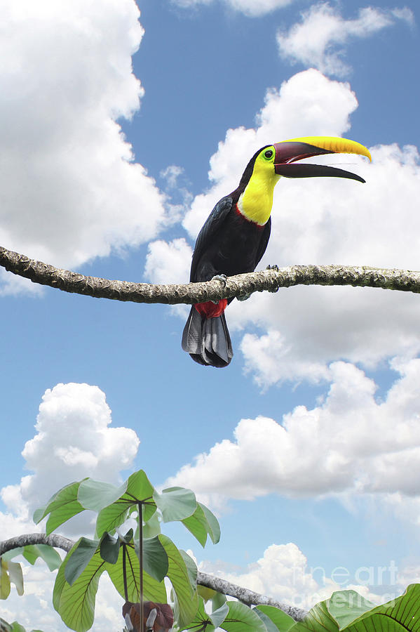 Noisy Chestnut Toucan sits in a nearby tree.   Photograph by Gunther Allen