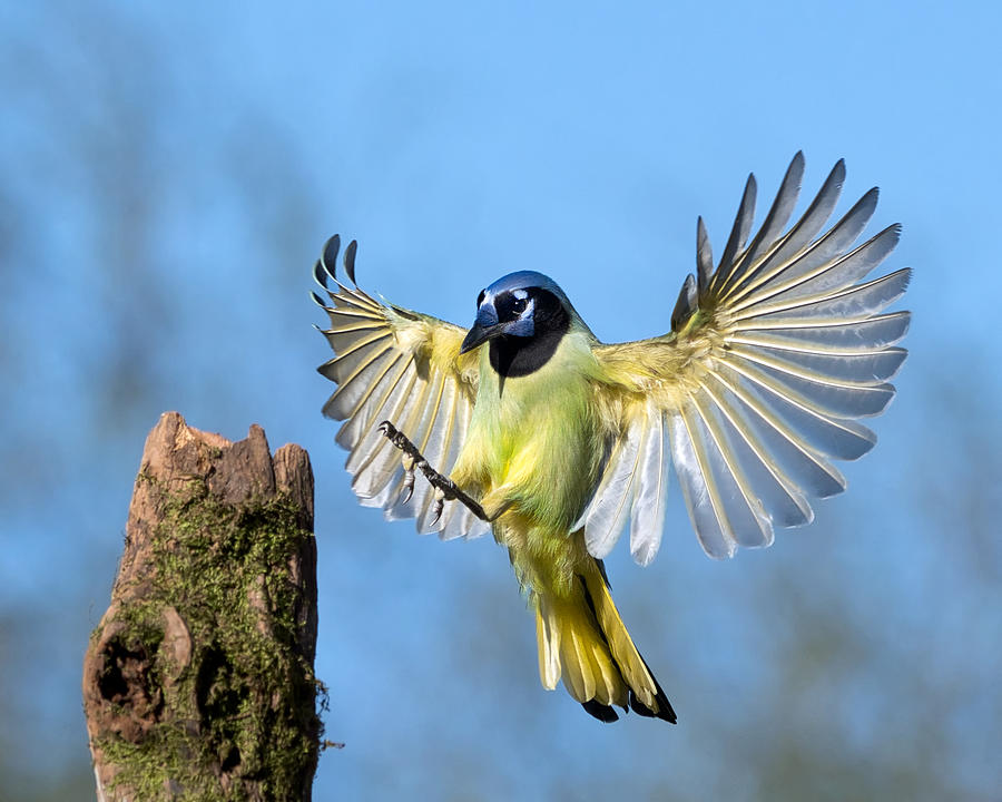 Noisy Landing by Scott Bourne Noisy Landing by Scott Bourne