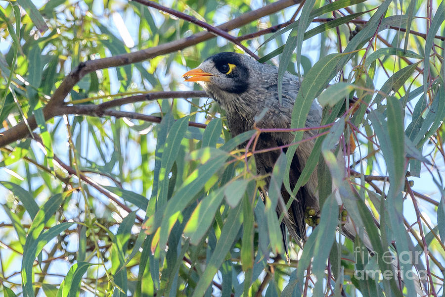Noisy Miner 01 Photograph by Werner Padarin
