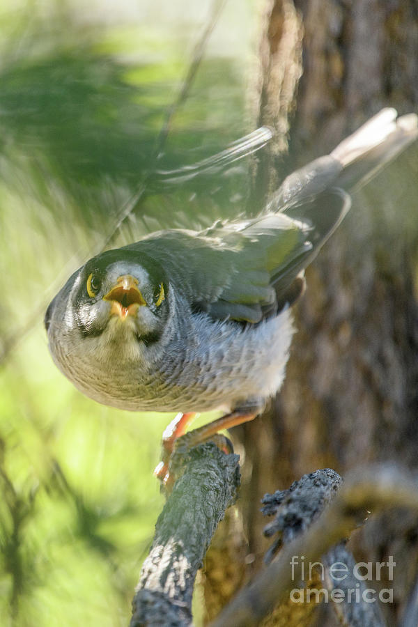 Noisy Miner 03 Photograph by Werner Padarin