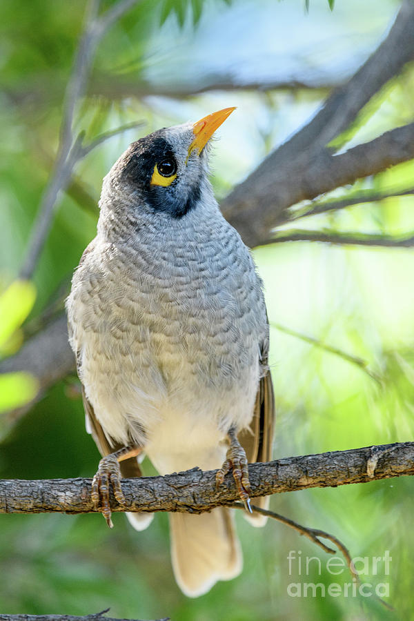 Noisy Miner 05 Photograph by Werner Padarin