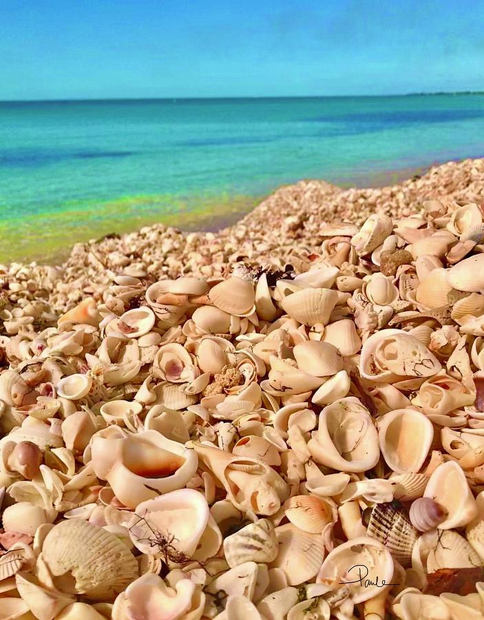 Nokomis shell mountains Photograph by Paula Ramsay Fine Art America