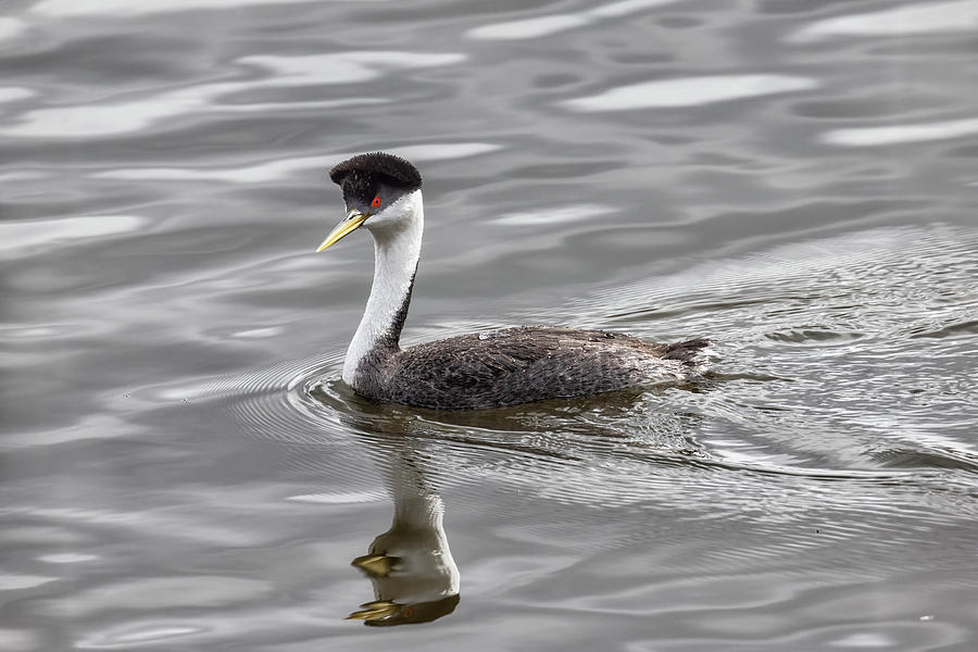Non-breeding Adult Eared Grebe Photograph by Belinda Greb