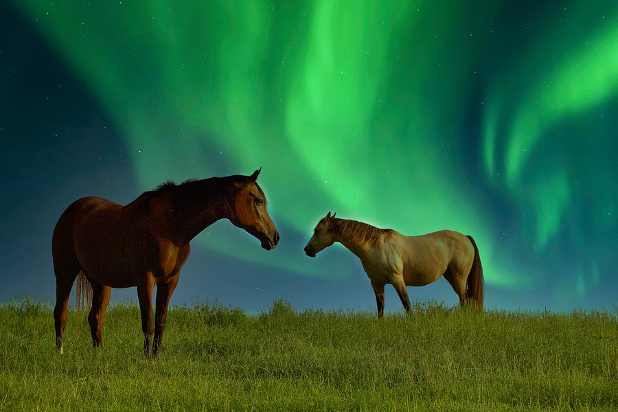 Nordic Horses Photograph by Tom Grett - Fine Art America