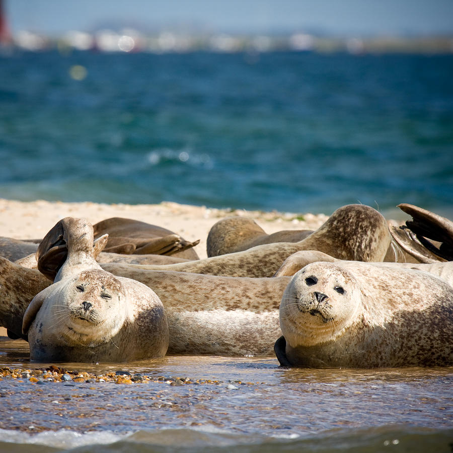 Norfolk Coast  With Seals Photograph by Marc Princivalle for imagesconcept.com