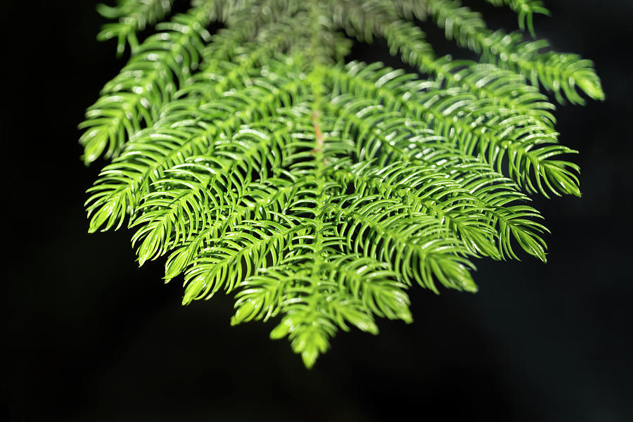 Norfolk Pine Tree Needles Photograph by Artur Bogacki