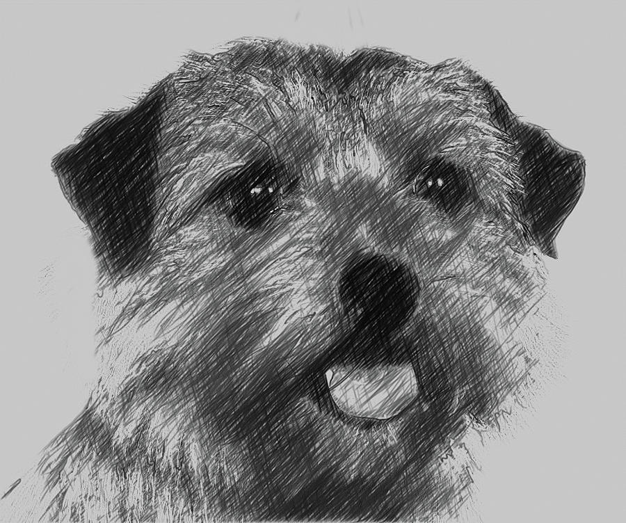 Norfolk Terrier Dog Digital Art By Bob Smerecki