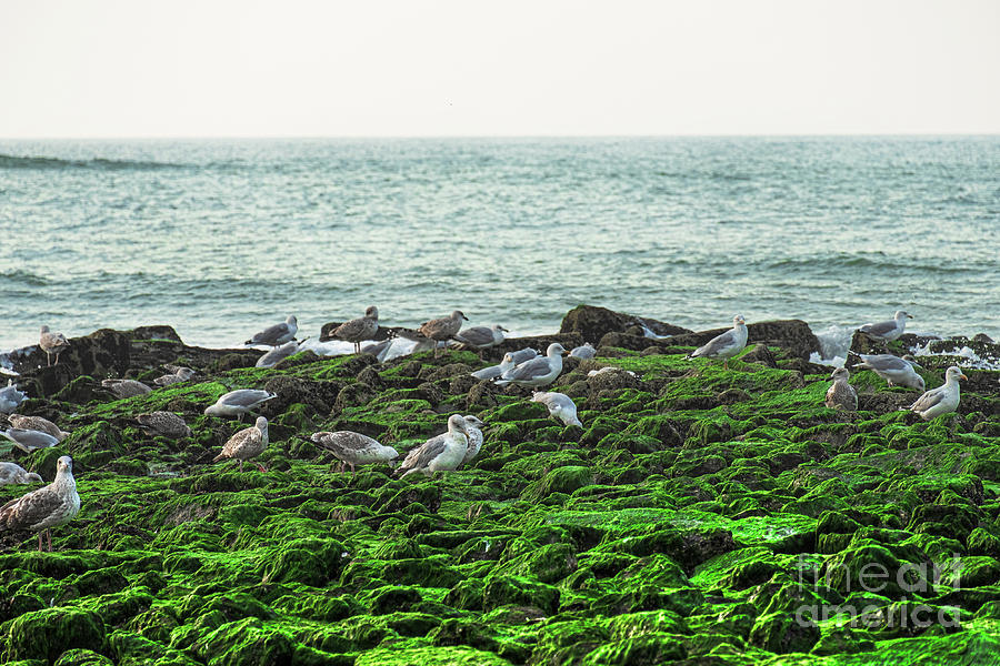 Norh Sea Sylt seagulls Photograph by Marina Usmanskaya
