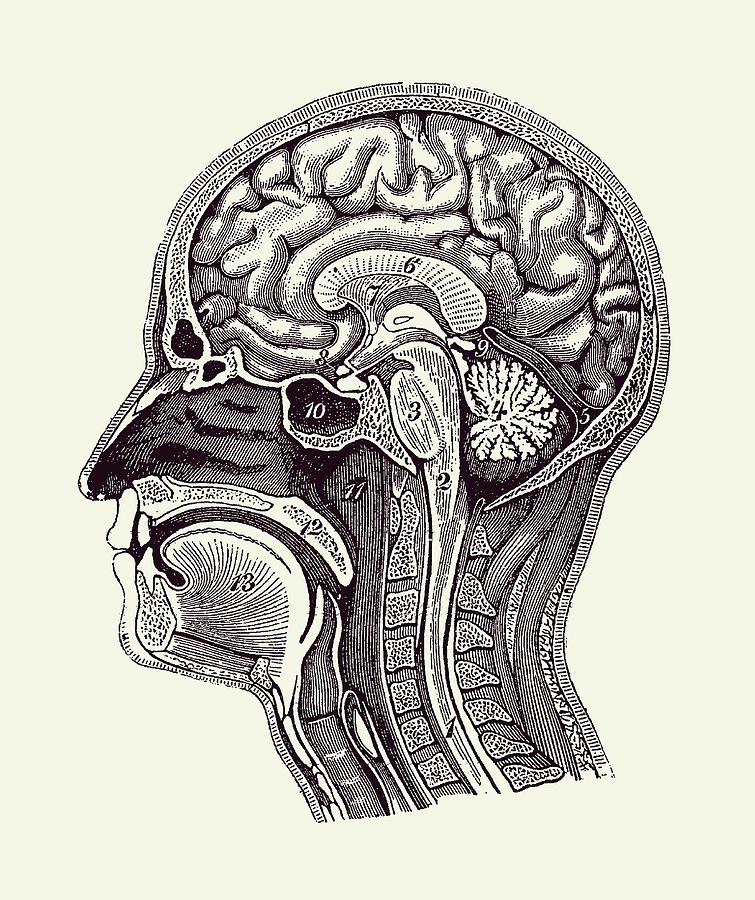 Normal Anatomy of Human Brain Vintage Print 2 Drawing by Vintage