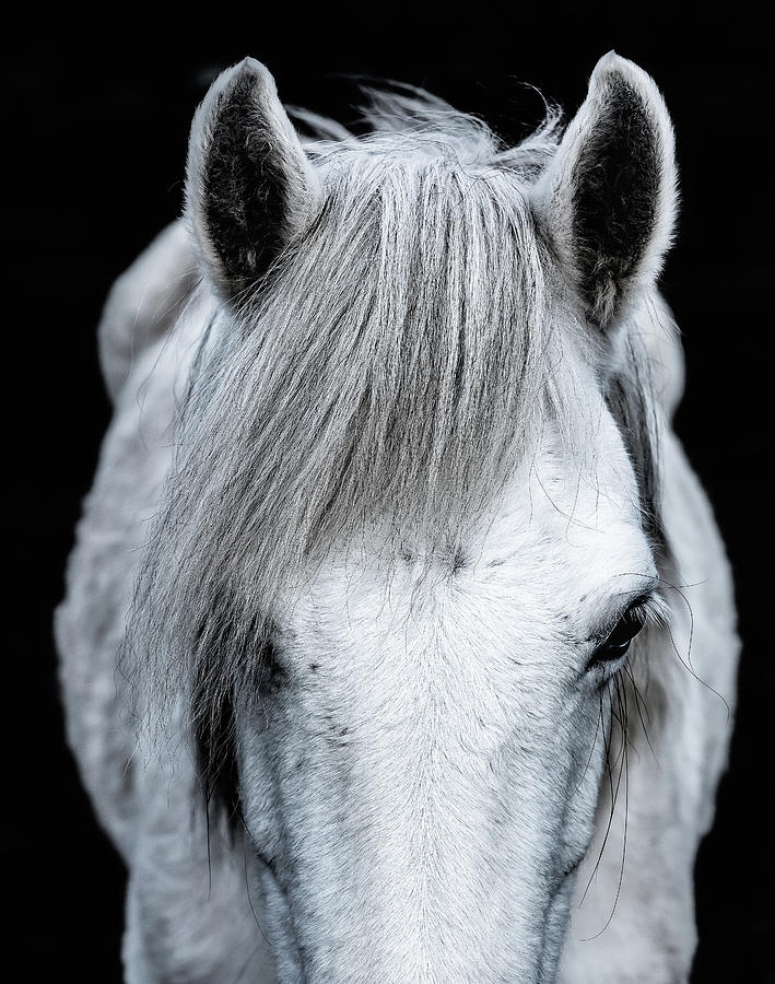 Norman - Horse Art Photograph by Lisa Saint