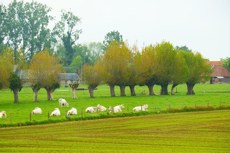 Normandy Landscape Photograph by Sandra Kent - Fine Art America