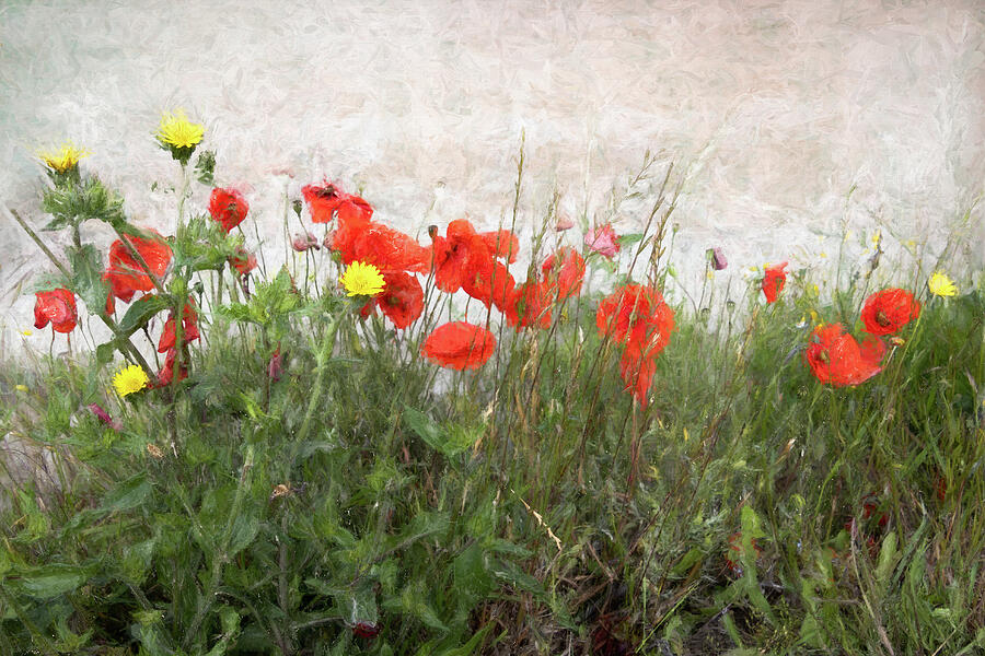 Normandy Poppies Photograph by Norma Brandsberg