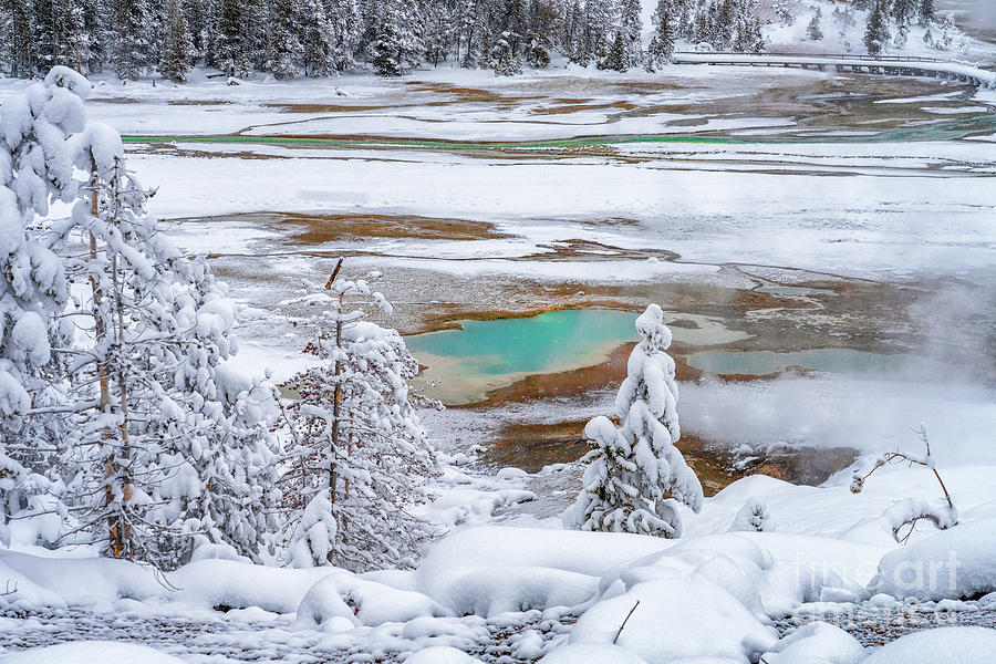 Norris Geyser Basin Photograph by Roxie Crouch
