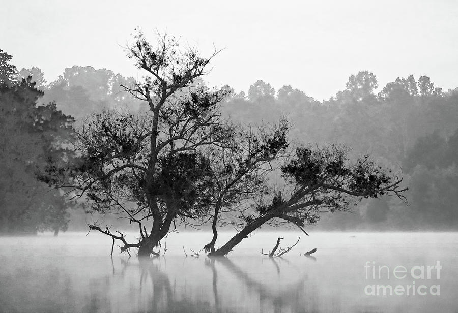 Norris Lake Tree 2021 Photograph by Douglas Stucky