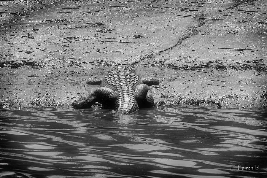 North American Alligator, Blackbeard Island, Georgia Photograph by Theresa Fairchild